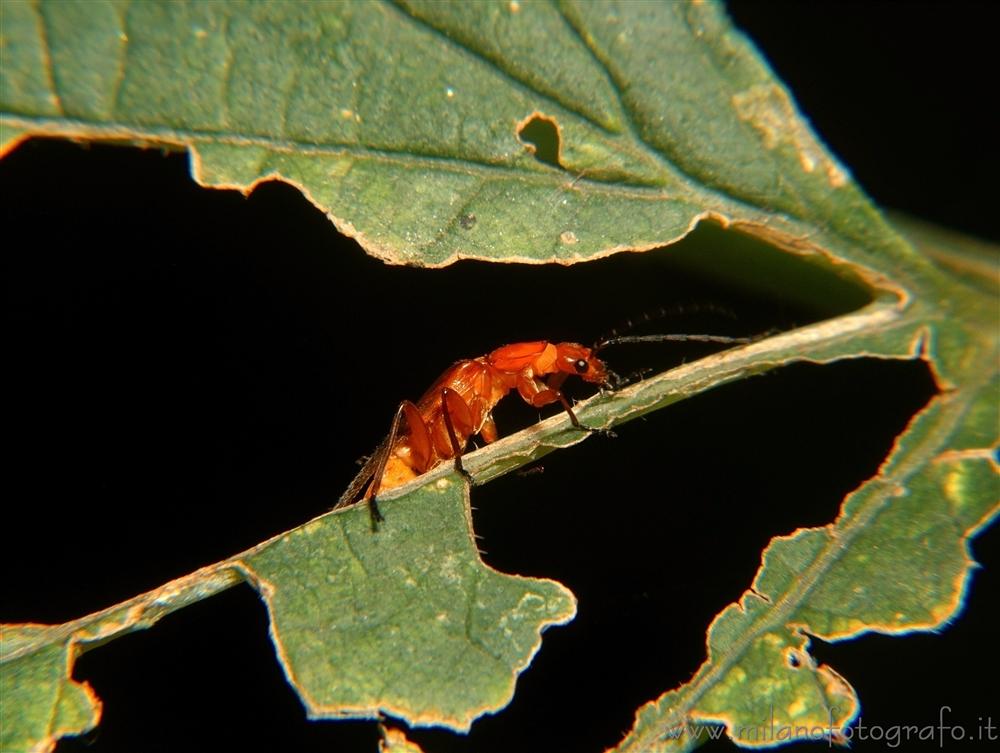 Cadrezzate (Varese, Italy) - Rhagonycha fulva